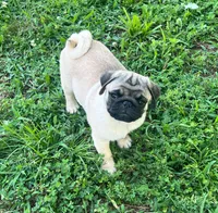 AKC Yoshi champ lines, a male Pug for sale in Jasper, MO – Photo 7 of 9