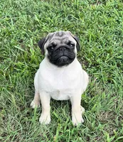 AKC Yoshi champ lines, a male Pug for sale in Jasper, MO – Photo 6 of 9