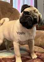 AKC Yoshi champ lines, a male Pug for sale in Jasper, MO – Photo 3 of 9
