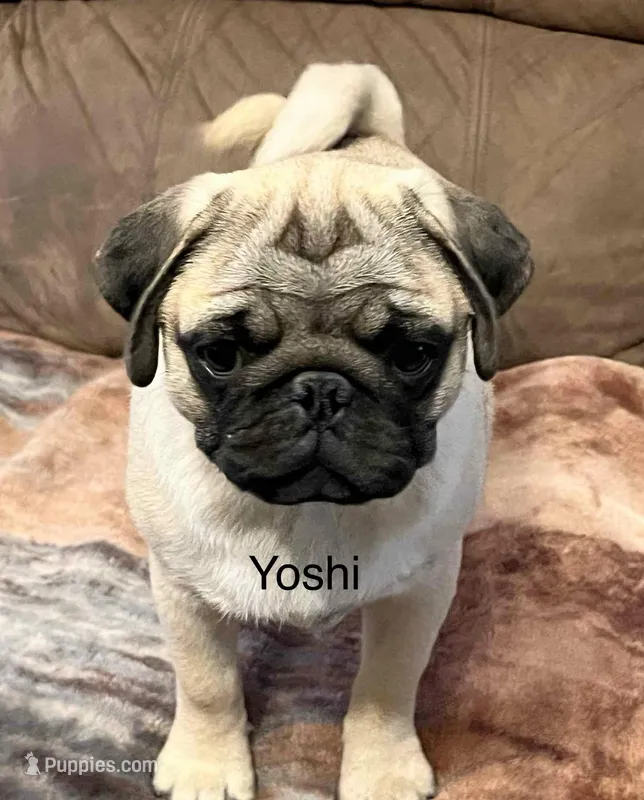 AKC Yoshi champ lines