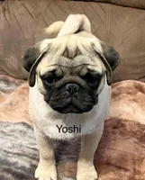 AKC Yoshi champ lines, a male Pug for sale in Jasper, MO – Photo 1 of 9