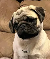 AKC Yoshi champ lines, a male Pug for sale in Jasper, MO – Photo 2 of 9