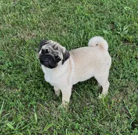 AKC Yoshi champ lines, a male Pug for sale in Jasper, MO – Photo 4 of 9