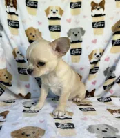 AKC Yoki, a male Chihuahua for sale in Jasper, MO – 5 of 6