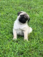 AKC Murphy, a male Pug for sale in Jasper, MO – 2 of 8