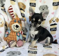 Waffles , a male Chihuahua for sale in Jasper, MO – 4 of 5