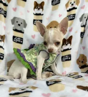 AKC Tally, a female Chihuahua for sale in Jasper, MO – 8 of 8