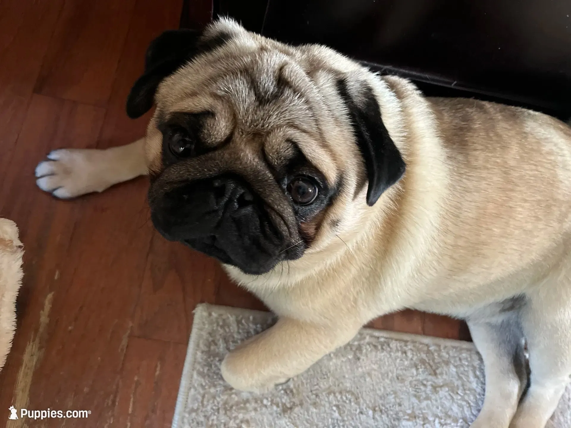 AKC Show prospect Midas, a male Pug for sale in Jasper, MO – 8 of 10