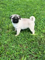 AKC Murphy, a male Pug for sale in Jasper, MO – 1 of 8