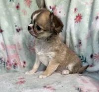 AKC Rocket Man, a male Chihuahua for sale in Jasper, MO – 4 of 9