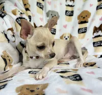 ALC Tess, a female Chihuahua for sale in Jasper, MO – 2 of 8