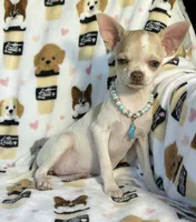 AKC Tinsel, a female Chihuahua for sale in Jasper, MO – 1 of 10