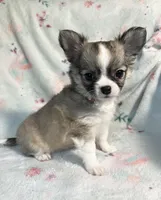 AKC Shayla, a female Chihuahua for sale in Jasper, MO – 2 of 10