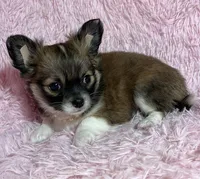 AKC Natasha, a female Chihuahua for sale in Jasper, MO – Photo 1 of 5