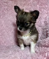 AKC Natasha, a female Chihuahua for sale in Jasper, MO – Photo 3 of 5