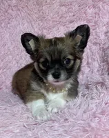 AKC Natasha, a female Chihuahua for sale in Jasper, MO – Photo 4 of 5