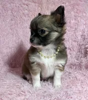 AKC Natasha, a female Chihuahua for sale in Jasper, MO – Photo 2 of 5