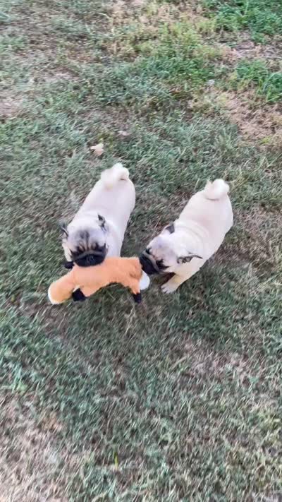 AKC Champion lines Murphy, a male Pug for sale in Jasper, MO – 8 of 8