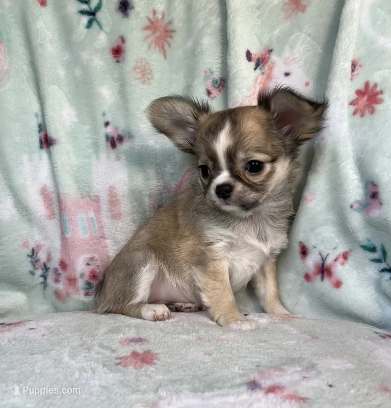 AKC Rocket Man – Chihuahua puppy for sale in Jasper, MO