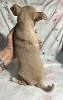 AKC Sailor, a male Chihuahua for sale in Jasper, MO – 9 of 9