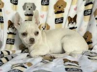 AKC Trina, a female Chihuahua for sale in Jasper, MO – 3 of 7