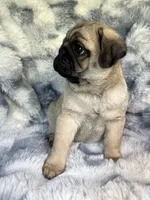 AKC Murphy, a male Pug for sale in Jasper, MO – 2 of 8