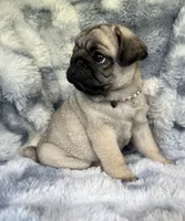 AKC Misha, a female Pug for sale in Jasper, MO – 4 of 10