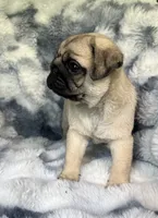 AKC Midas, a male Pug for sale in Jasper, MO – 5 of 8