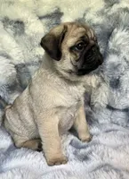 AKC Murphy, a male Pug for sale in Jasper, MO – 4 of 8