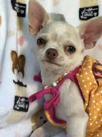 AKC Tzuki, a female Chihuahua for sale in Jasper, MO – 2 of 9