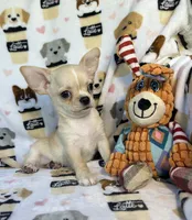 AKC Yoki, a male Chihuahua for sale in Jasper, MO – 4 of 6