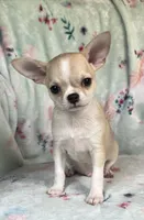AKC Reggie, a male Chihuahua for sale in Jasper, MO – 5 of 7