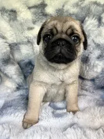 AKC Murphy, a male Pug for sale in Jasper, MO – 1 of 8