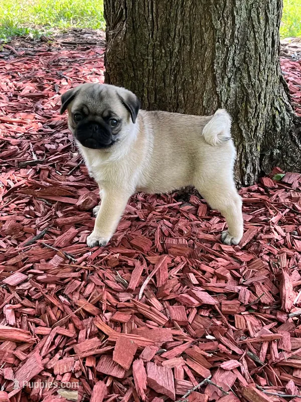 AKC Marvin – Pug puppy for sale in Jasper, MO