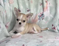 AKC Reggie, a male Chihuahua for sale in Jasper, MO – 3 of 7