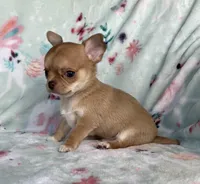 AKC Marco, a male Chihuahua for sale in Jasper, MO – Photo 1 of 6