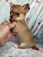 AKC Marco, a male Chihuahua for sale in Jasper, MO – Photo 4 of 6