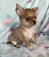 AKC Marco, a male Chihuahua for sale in Jasper, MO – Photo 3 of 6