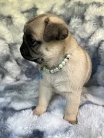 AKC Maggie, a female Pug for sale in Jasper, MO – 5 of 8