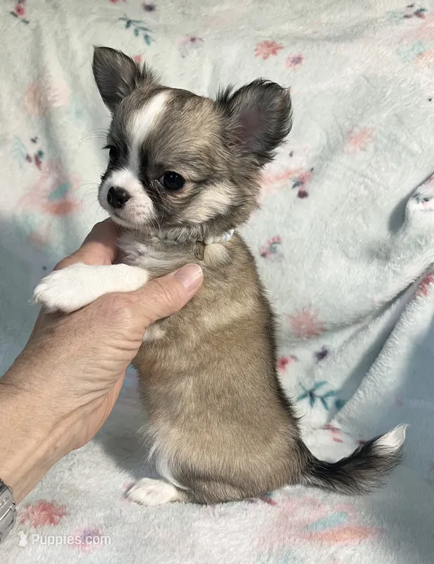 AKC Shayla – Chihuahua puppy for sale in Jasper, MO