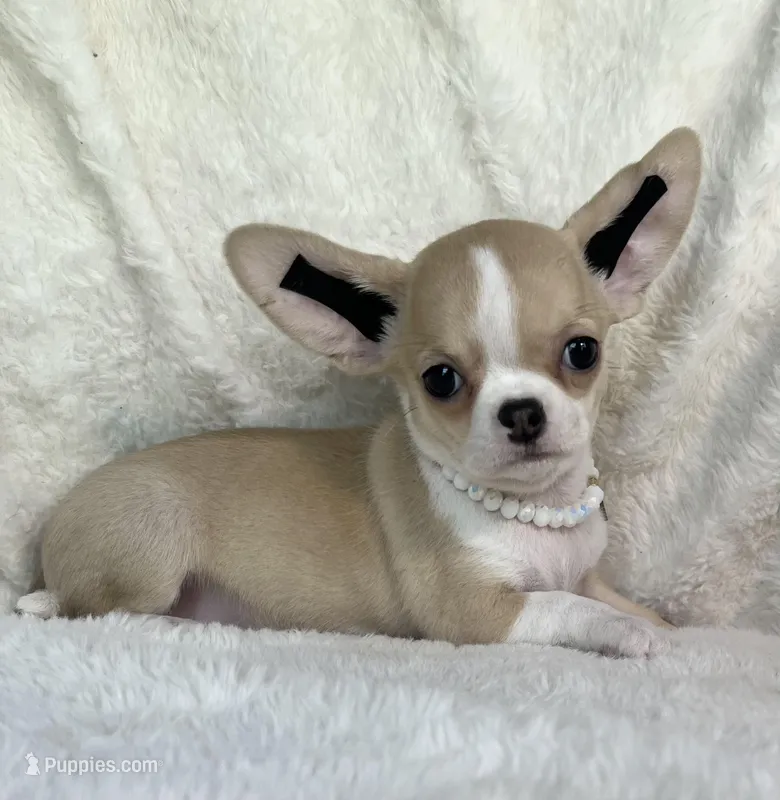 AKC Polly, a female Chihuahua for sale in Jasper, MO – 1 of 3