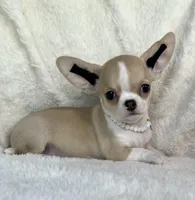 AKC Polly, a female Chihuahua for sale in Jasper, MO – 1 of 3