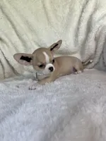 AKC Polly, a female Chihuahua for sale in Jasper, MO – 3 of 3