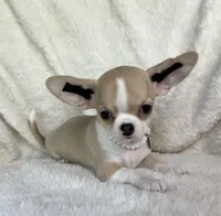 AKC Polly, a female Chihuahua for sale in Jasper, MO – 2 of 3