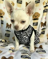 AKC Trina, a female Chihuahua for sale in Jasper, MO – 7 of 7