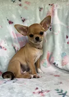 AKC Carmel, a female Chihuahua for sale in Jasper, MO – Photo 2 of 5