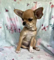 AKC Carmel, a female Chihuahua for sale in Jasper, MO – Photo 5 of 5