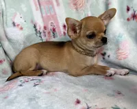 AKC Carmel, a female Chihuahua for sale in Jasper, MO – Photo 4 of 5