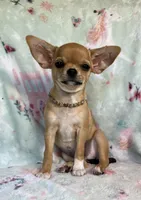 AKC Carmel, a female Chihuahua for sale in Jasper, MO – Photo 3 of 5