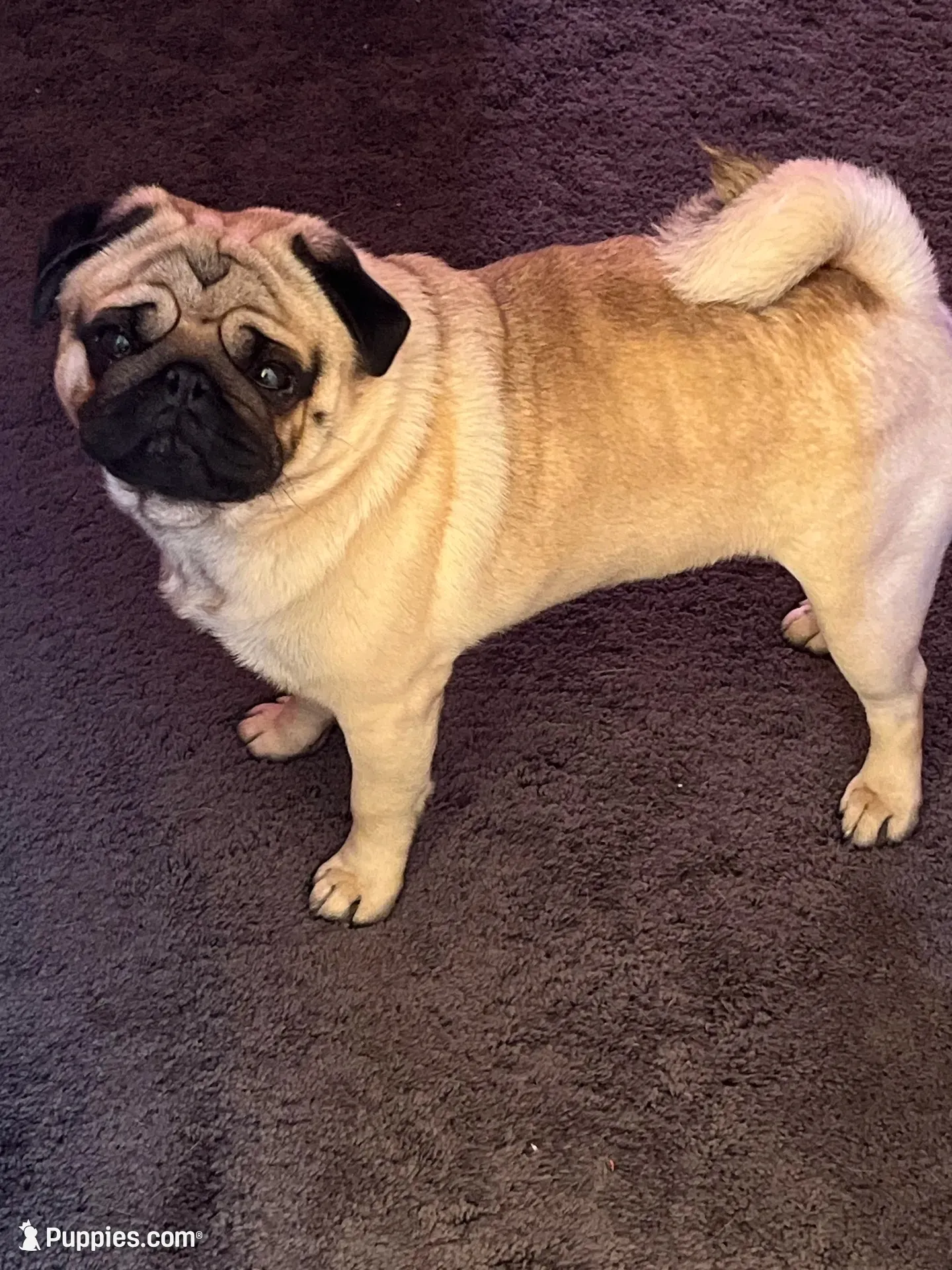 AKC Murphy, a male Pug for sale in Jasper, MO – 8 of 8